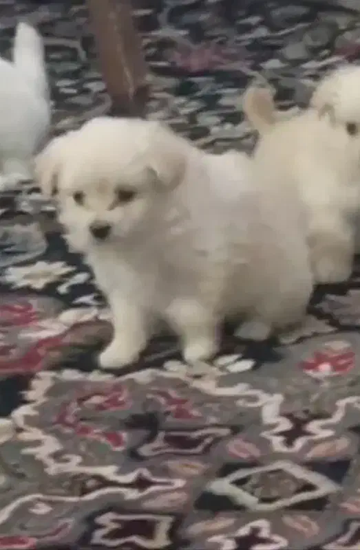 سگ خانگی|سگ|ایلام, |دیوار