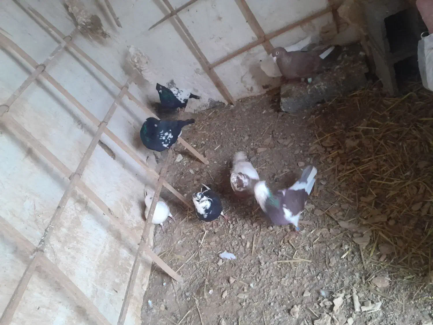 فروشی|حیوانات مزرعه|تربت جام, جامرود|دیوار