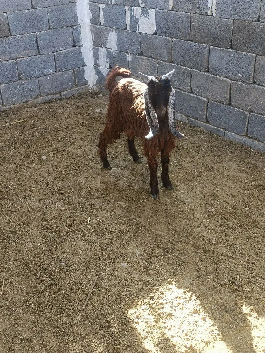 فروش 5 عدد کهره نیم گوشت|حیوانات مزرعه|بیرم, |دیوار