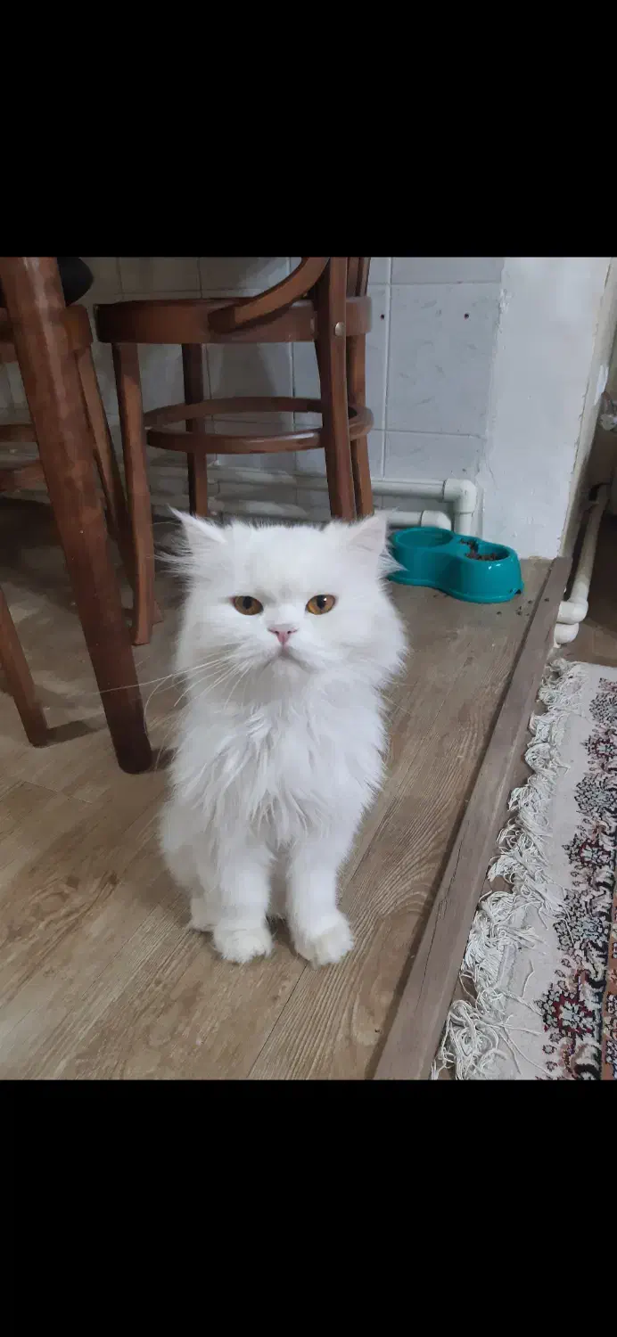 واگذاری گربه پرشین اصیل|گربه|اردبیل, |دیوار