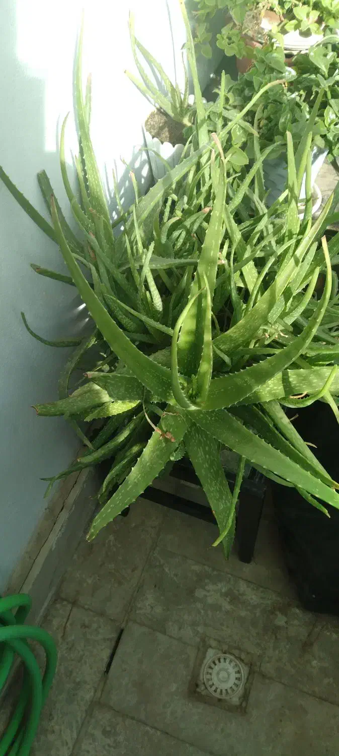 الوورا زیبا و شاداب|گل و گیاه طبیعی|محمدشهر, شهرک پیام (مهرالبرز)|دیوار