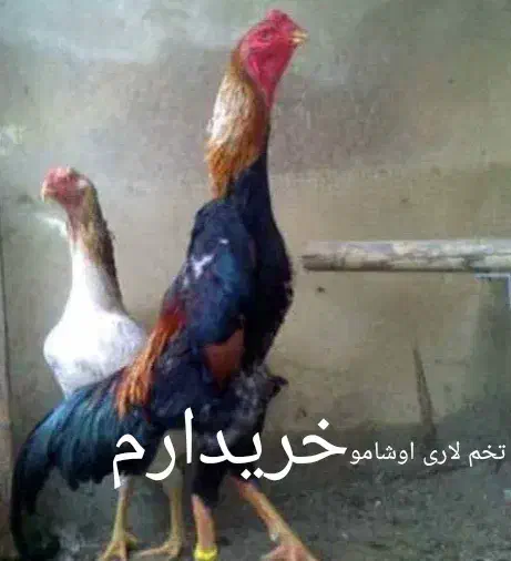 تخم لاری اوشامو|حیوانات مزرعه|هشتگرد, تهران دشت|دیوار