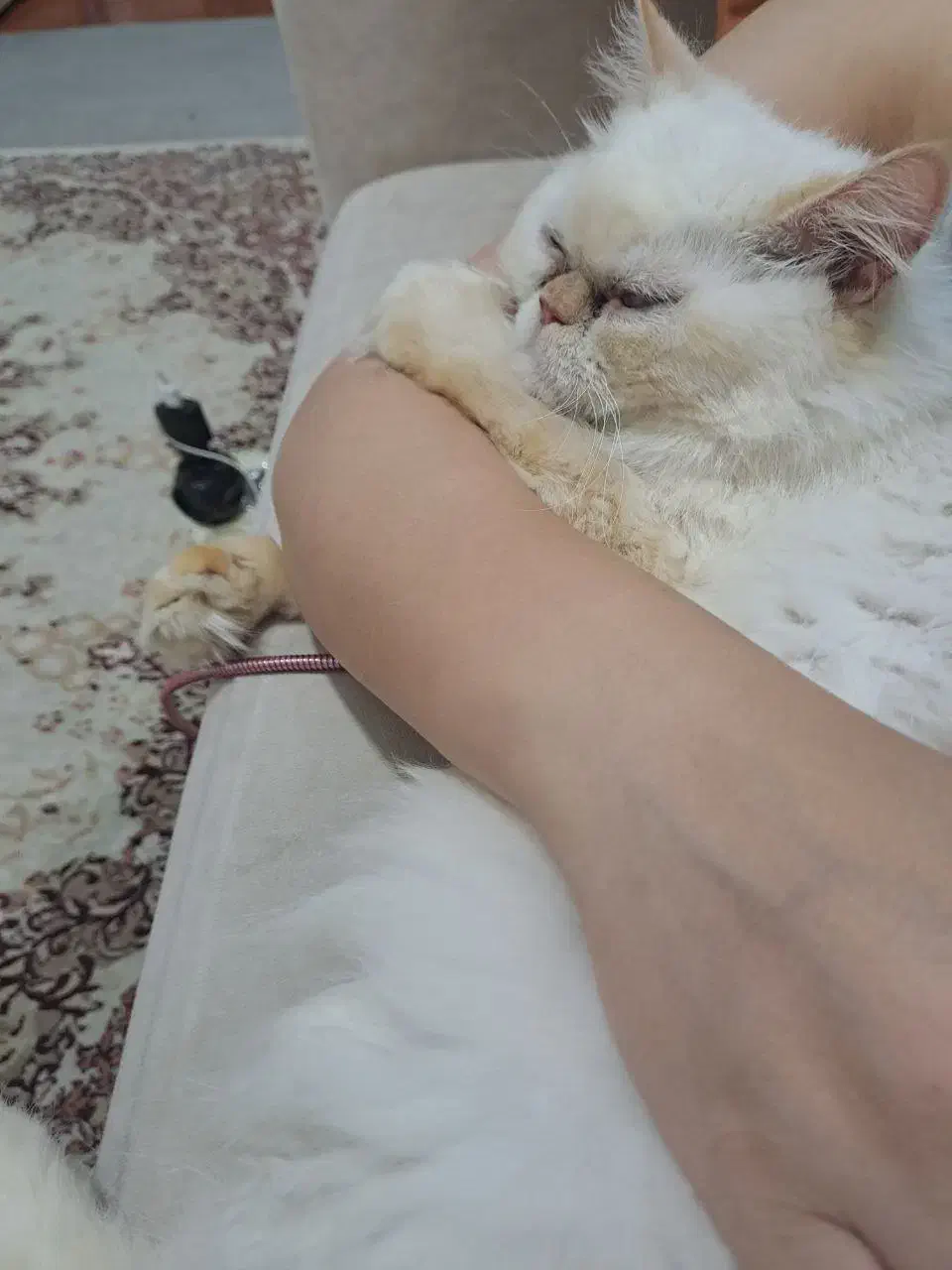 پرشین ماده سفید|گربه|رشت, کوی امام رضا|دیوار