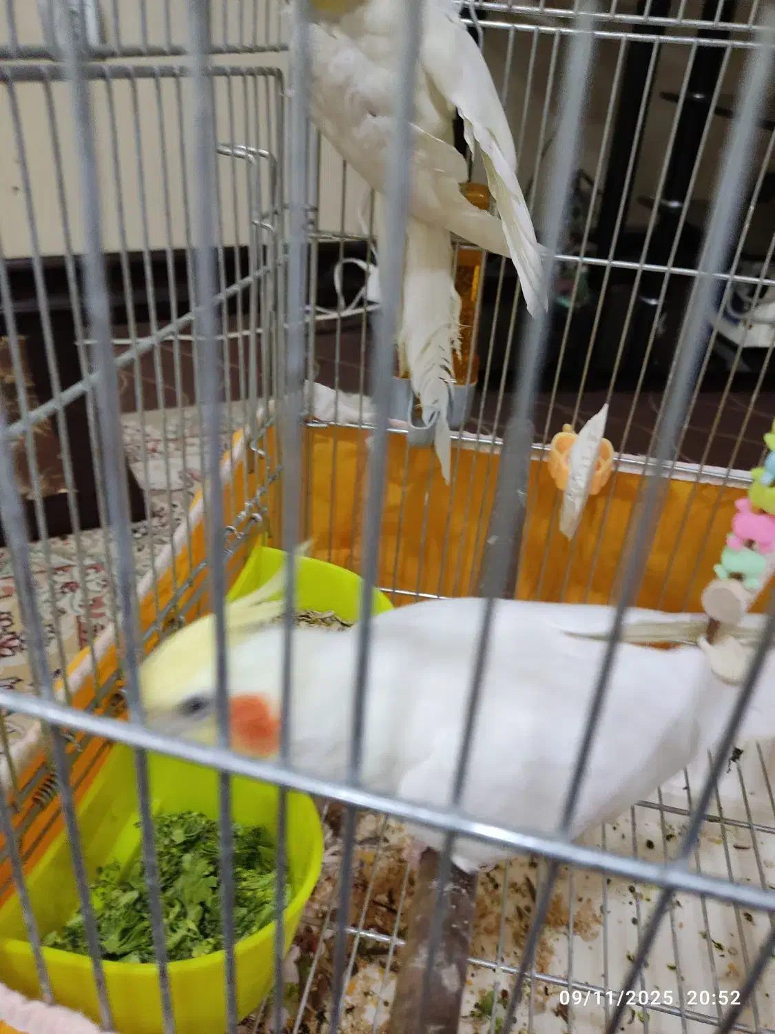 فروش عروس هلندی نر|پرنده|فولادشهر, B2|دیوار