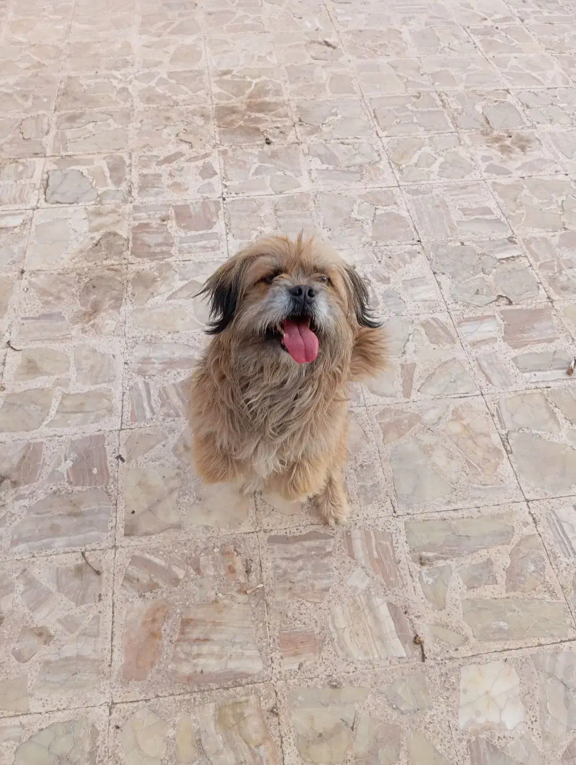 سگ پاکوتاه|سگ|رفسنجان, |دیوار