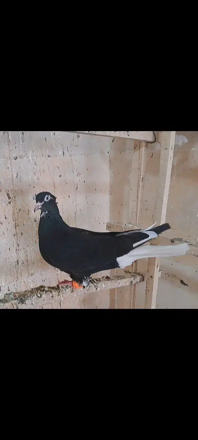 کبوتر رنگی|پرنده|ضیاء آباد, |دیوار