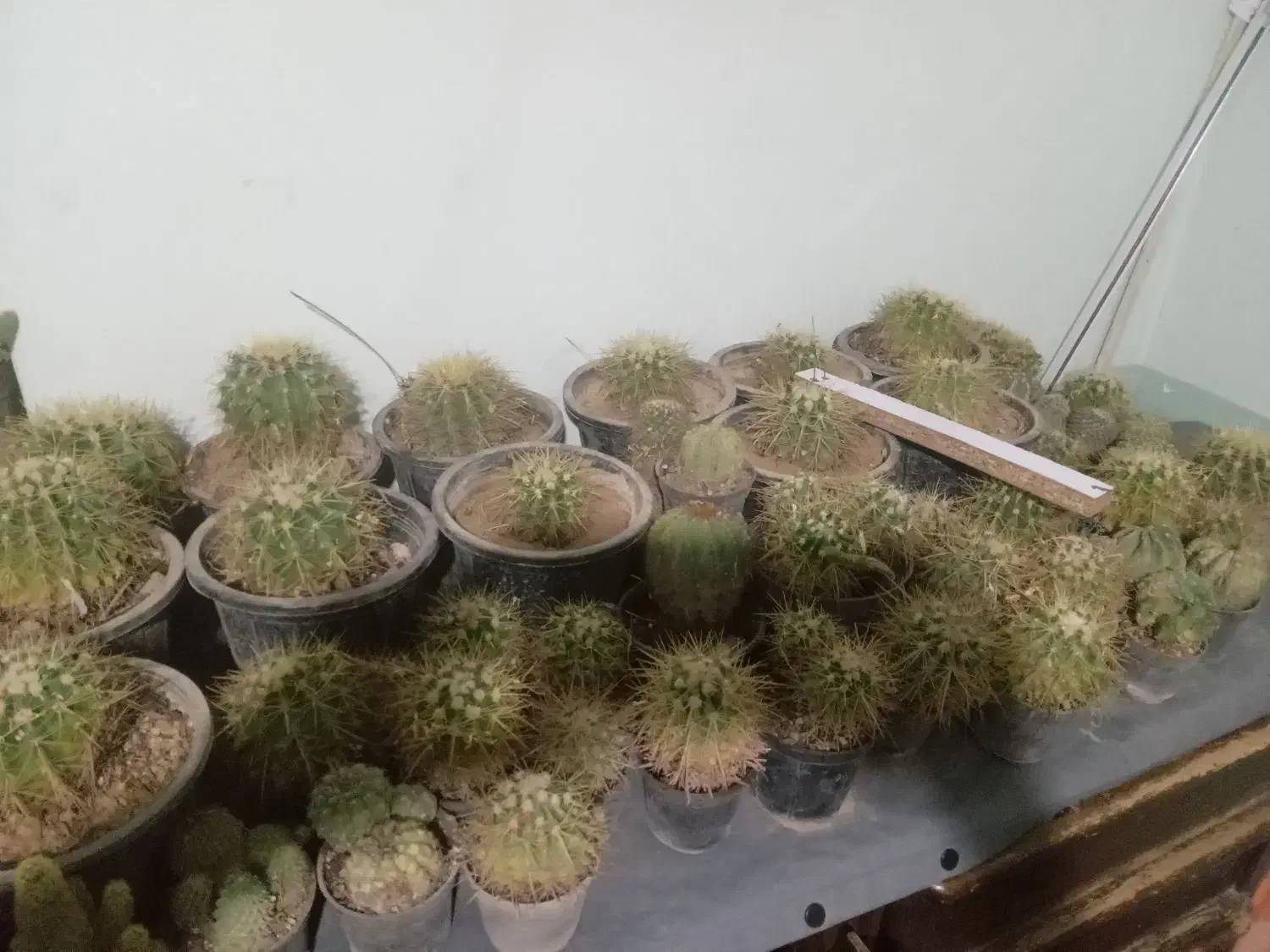 گل کاکتوس|گل و گیاه طبیعی|قوچان, |دیوار