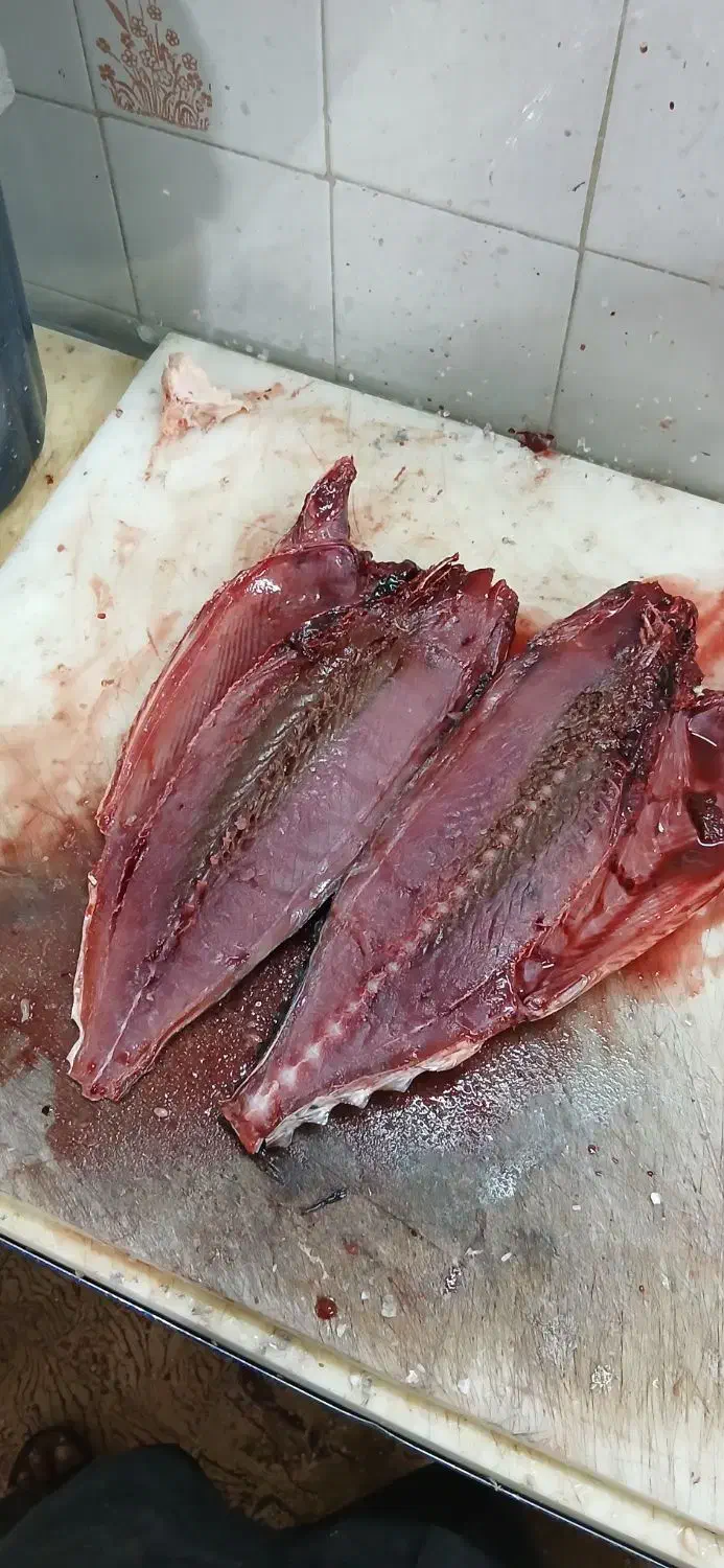 ماهی تازه|ماهی|جهرم, |دیوار