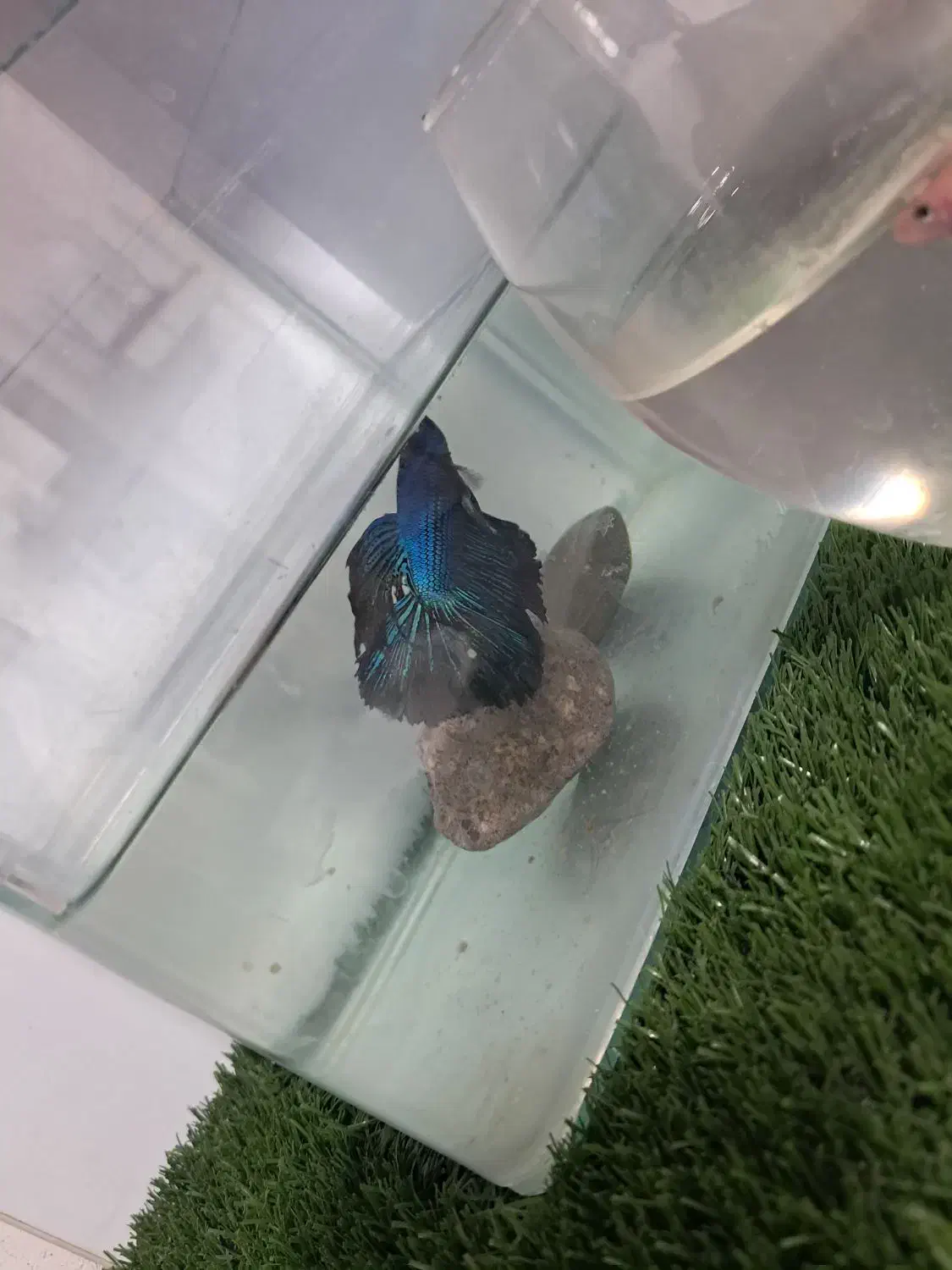 فایر برا تکثیر|ماهی|اردبیل, |دیوار