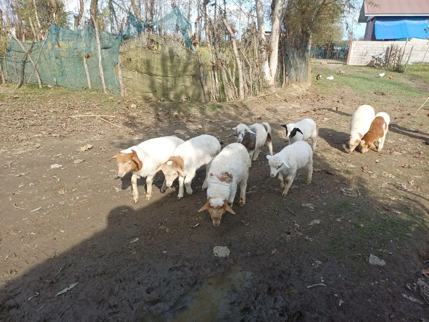 ۸ راس بره علفخوار نر|حیوانات مزرعه|ماسال, |دیوار