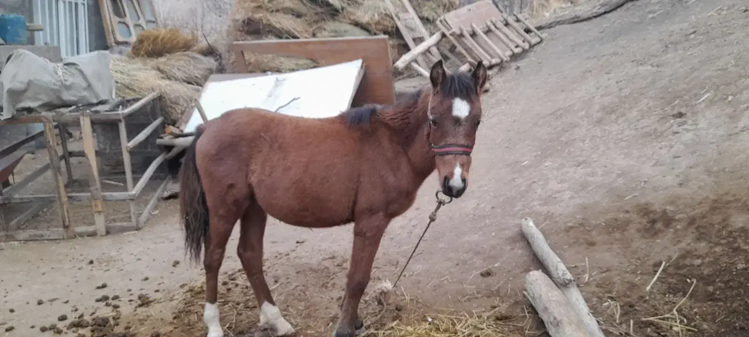 کره اسب|اسب و تجهیزات اسب‌سواری|خلخال, |دیوار