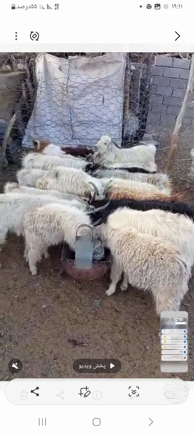 فروش کهره چاق درجه یک|حیوانات مزرعه|سیرجان, |دیوار