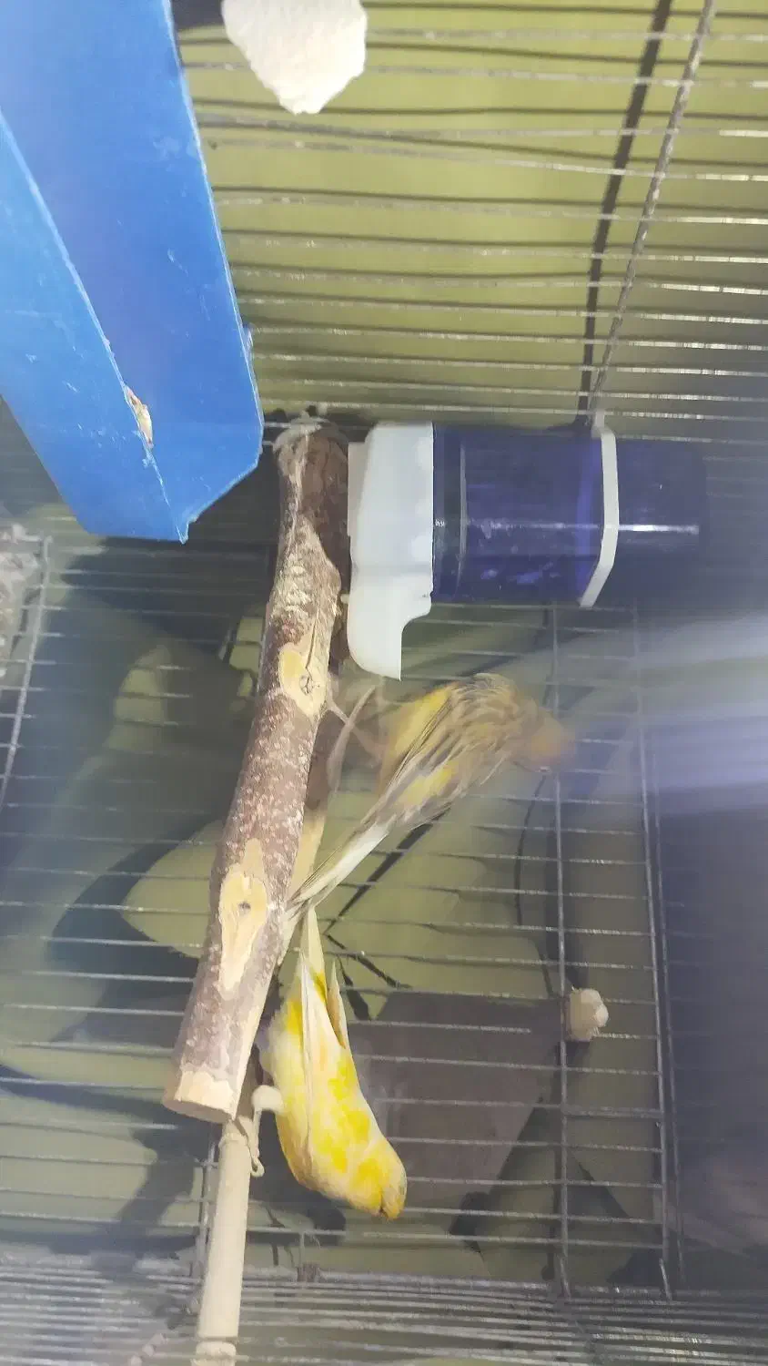 پرنده مولد|پرنده|بندر ماهشهر, |دیوار