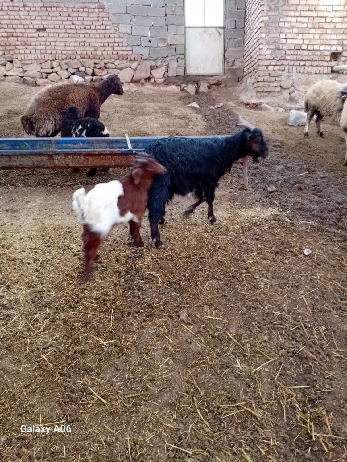 بز شیرا|حیوانات مزرعه|نیشابور, ریوند|دیوار