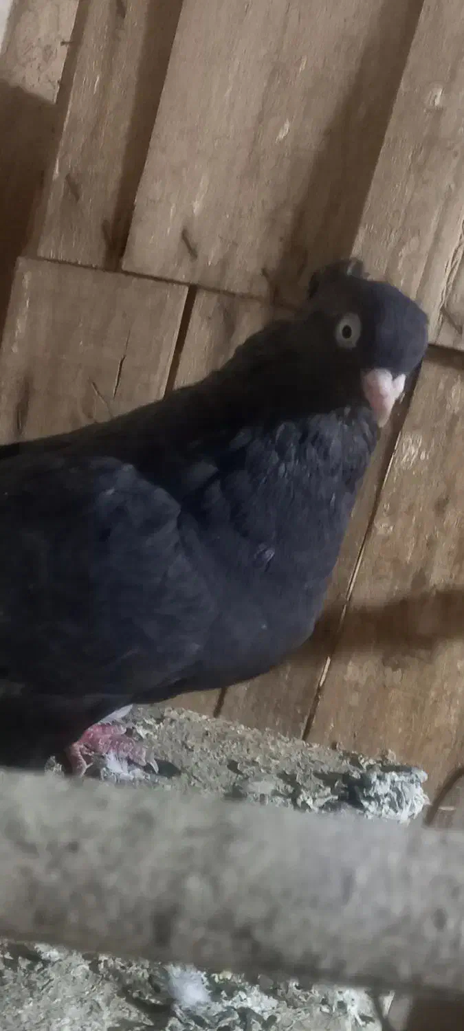 زاغ چشم نوک سفید|پرنده|قم, نخودی|دیوار