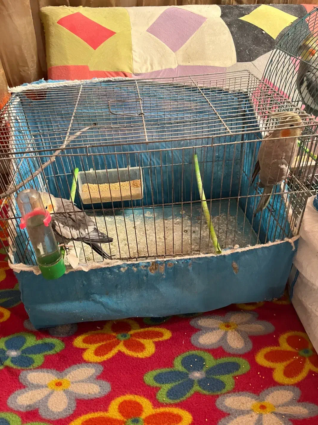 عروس هلندی|پرنده|صومعه‌سرا, |دیوار