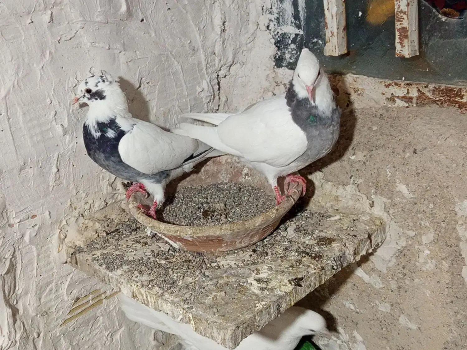 خال شاپر|پرنده|سیوان, |دیوار