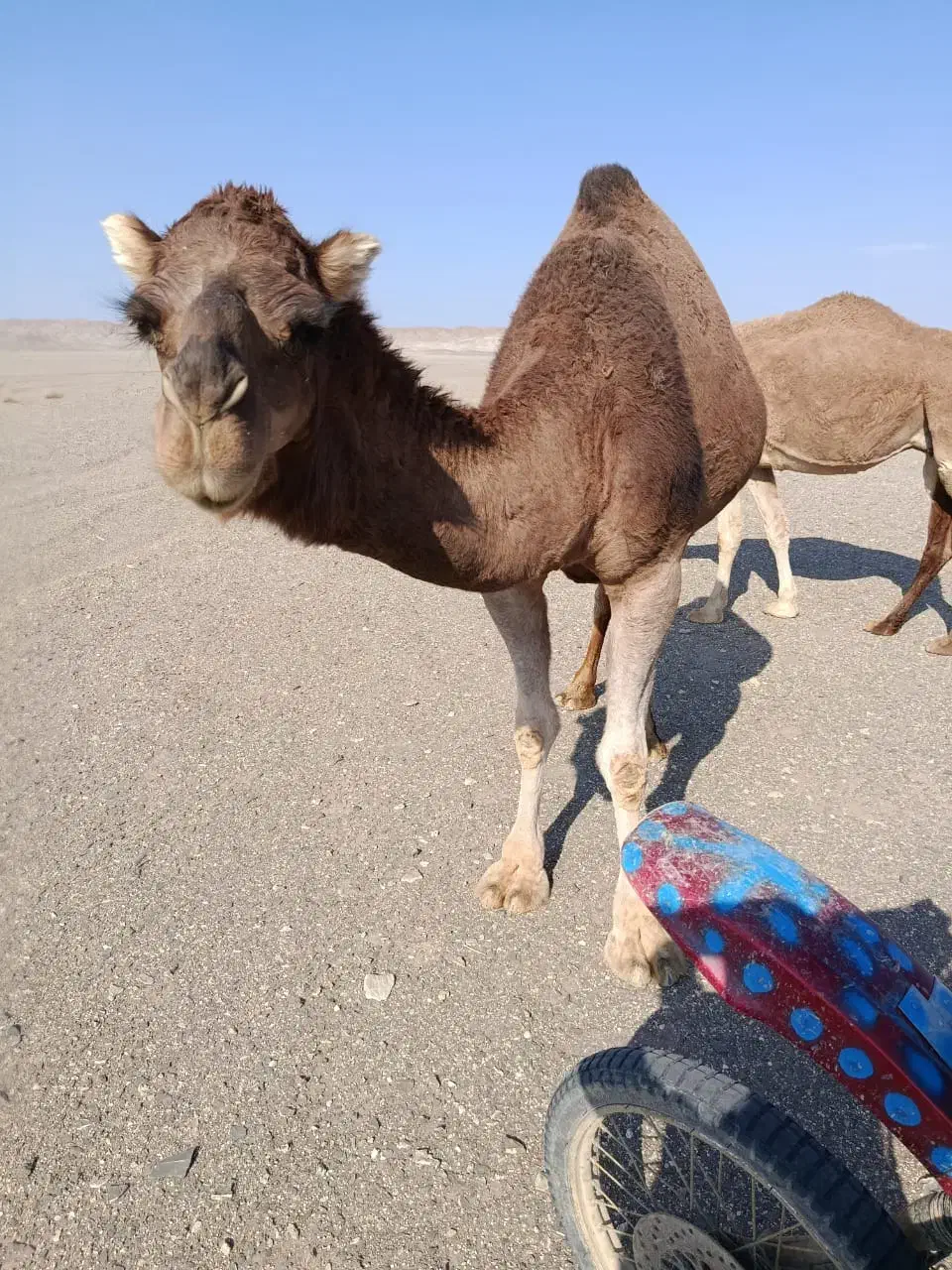 شتر داشتی و گوشتی|حیوانات مزرعه|کشکوئیه, |دیوار