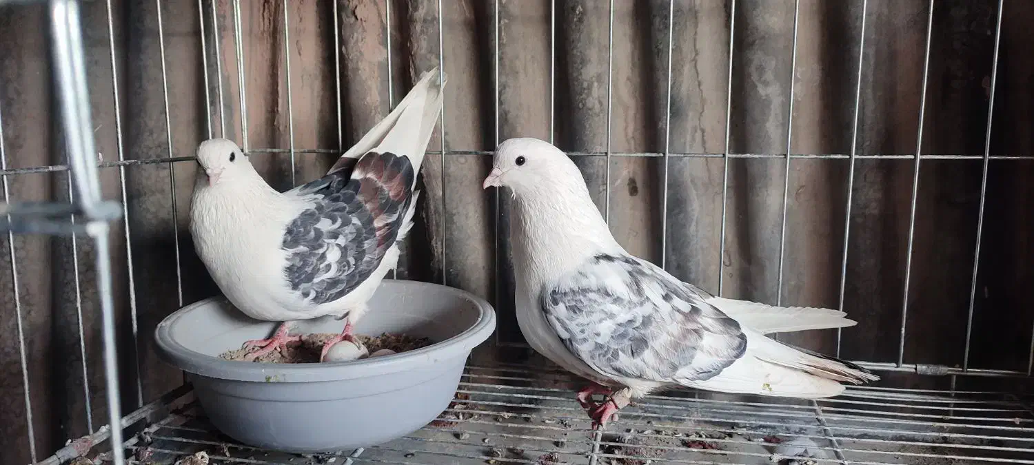 کفتر پرشی(دوکت)|پرنده|اصفهان, خاتون‌آباد|دیوار