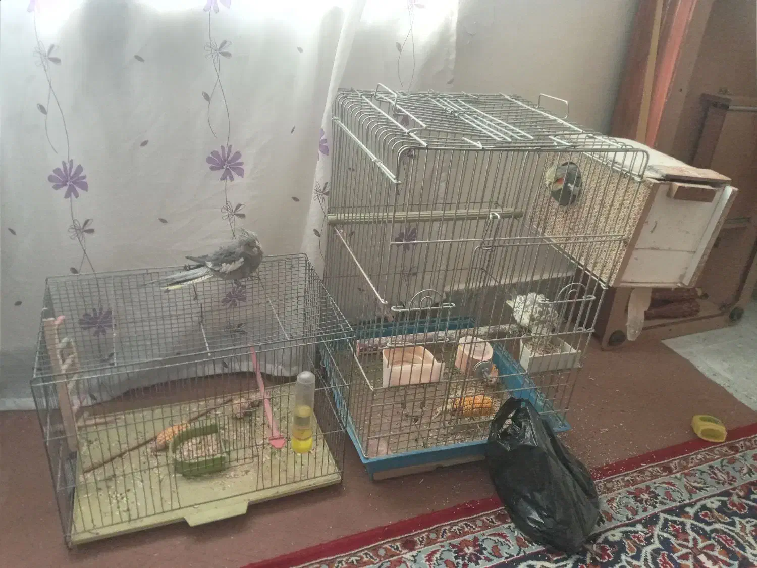 عروس هلندی مولد|پرنده|بروجرد, |دیوار