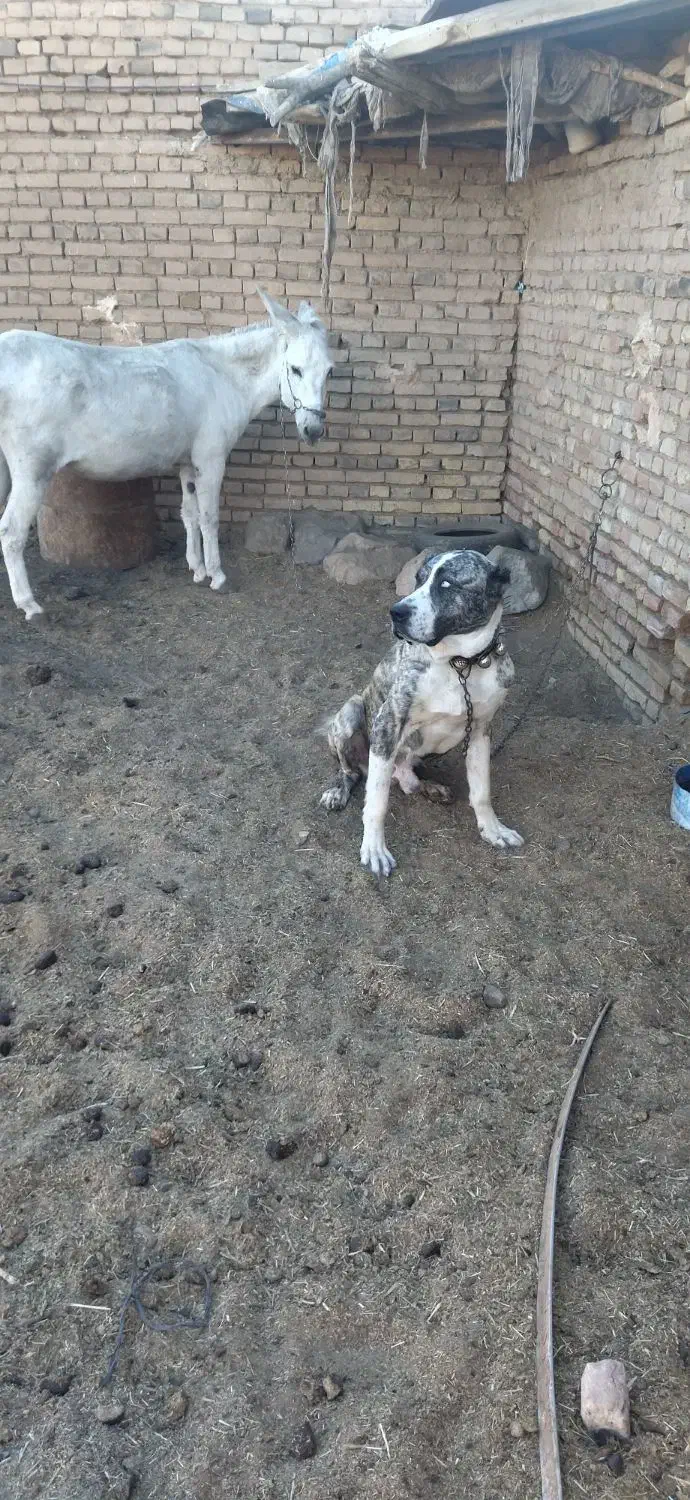 سگ والاغ|سگ|روداب, |دیوار