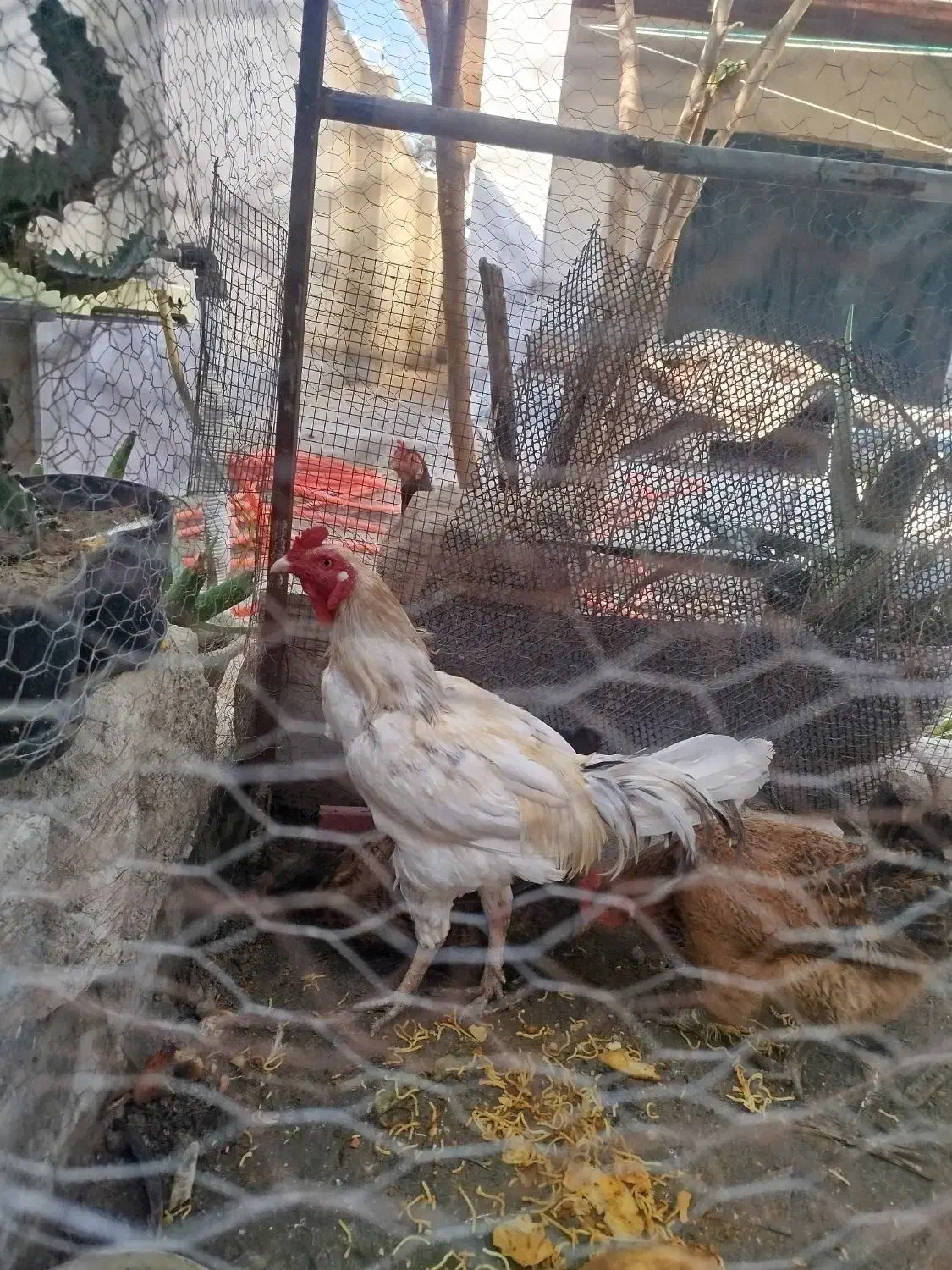 خروس لاری سفید 950|حیوانات مزرعه|کنارک, |دیوار