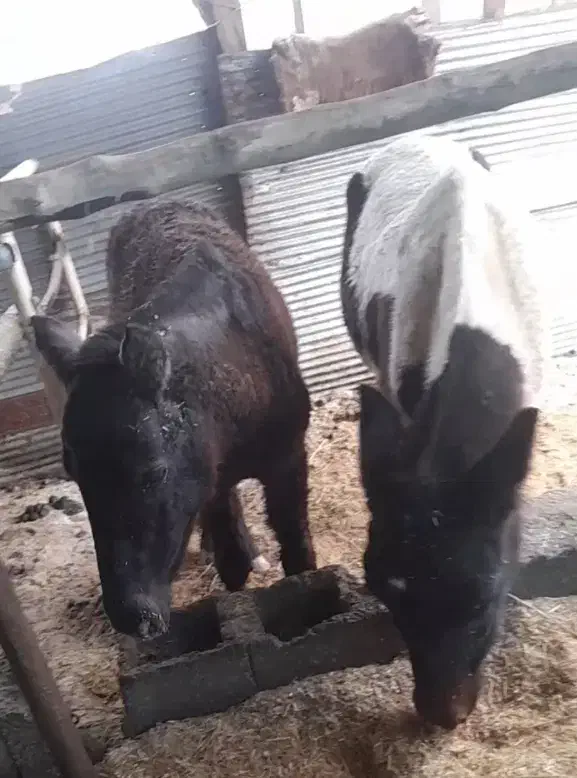 دو عدد کرهه مادیون|اسب و تجهیزات اسب‌سواری|رشت, لاکان|دیوار