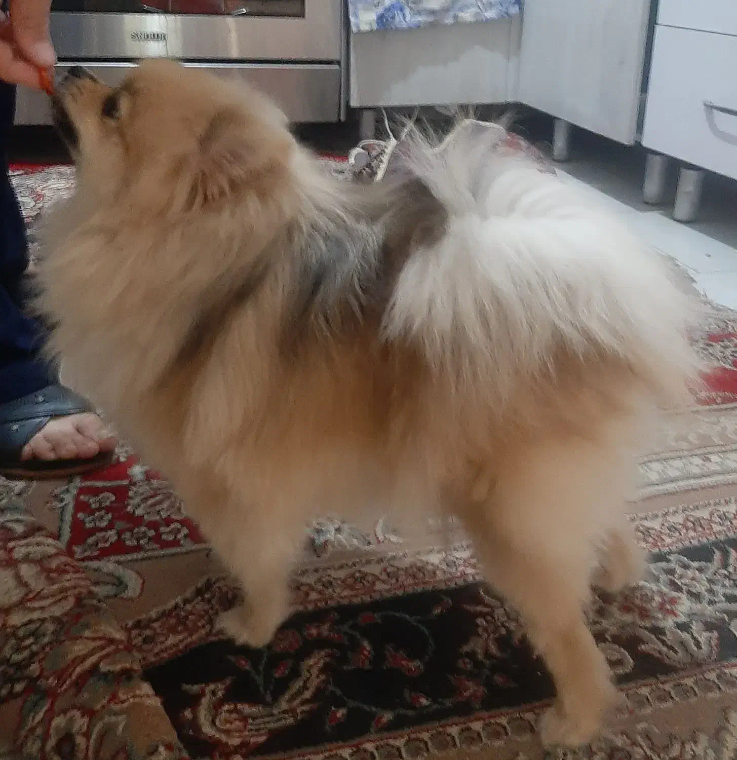 پامرین ماده ۱ساله|سگ|ری, علایین|دیوار