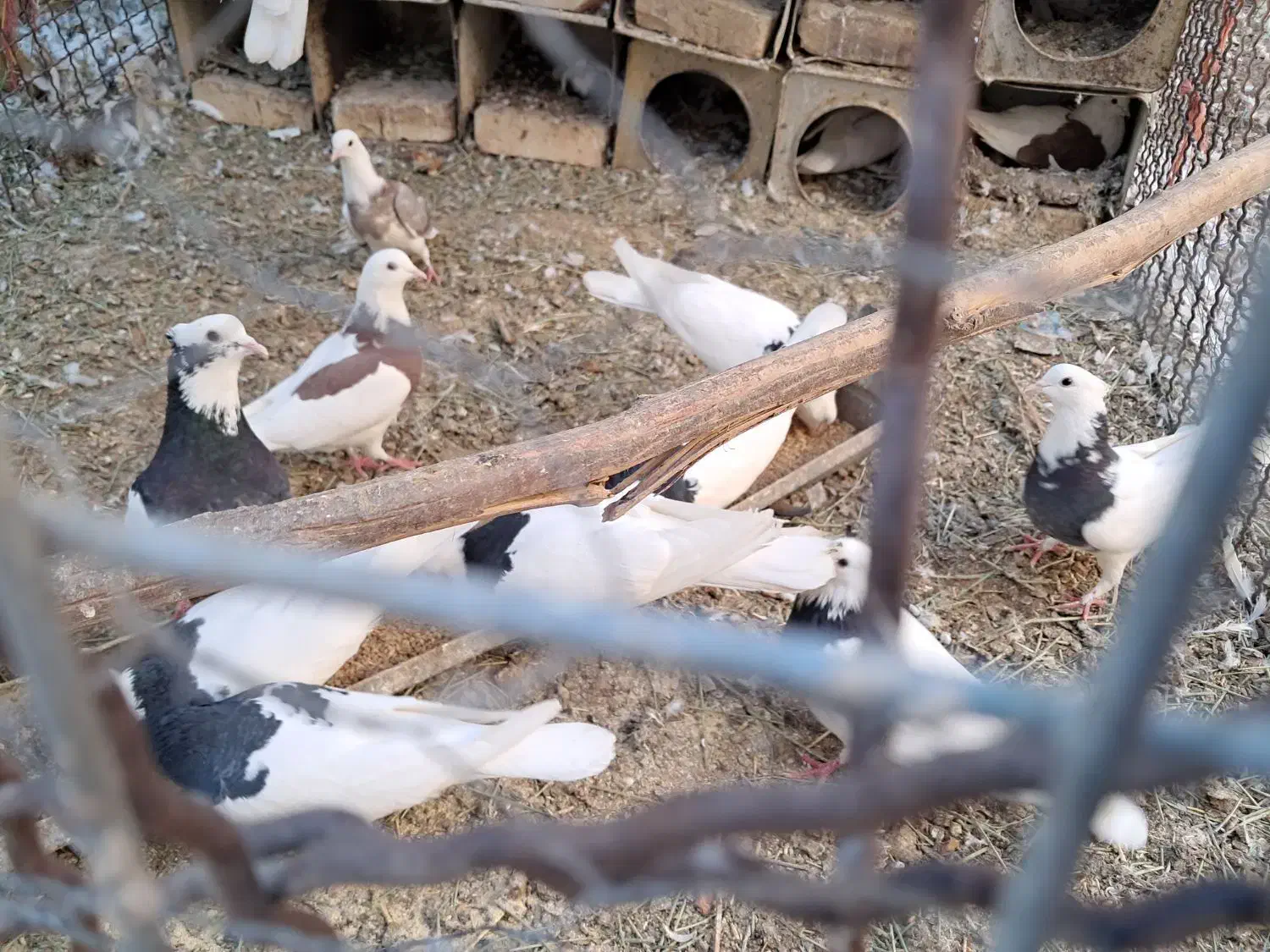 کبوتر طوقی|پرنده|تفت, |دیوار