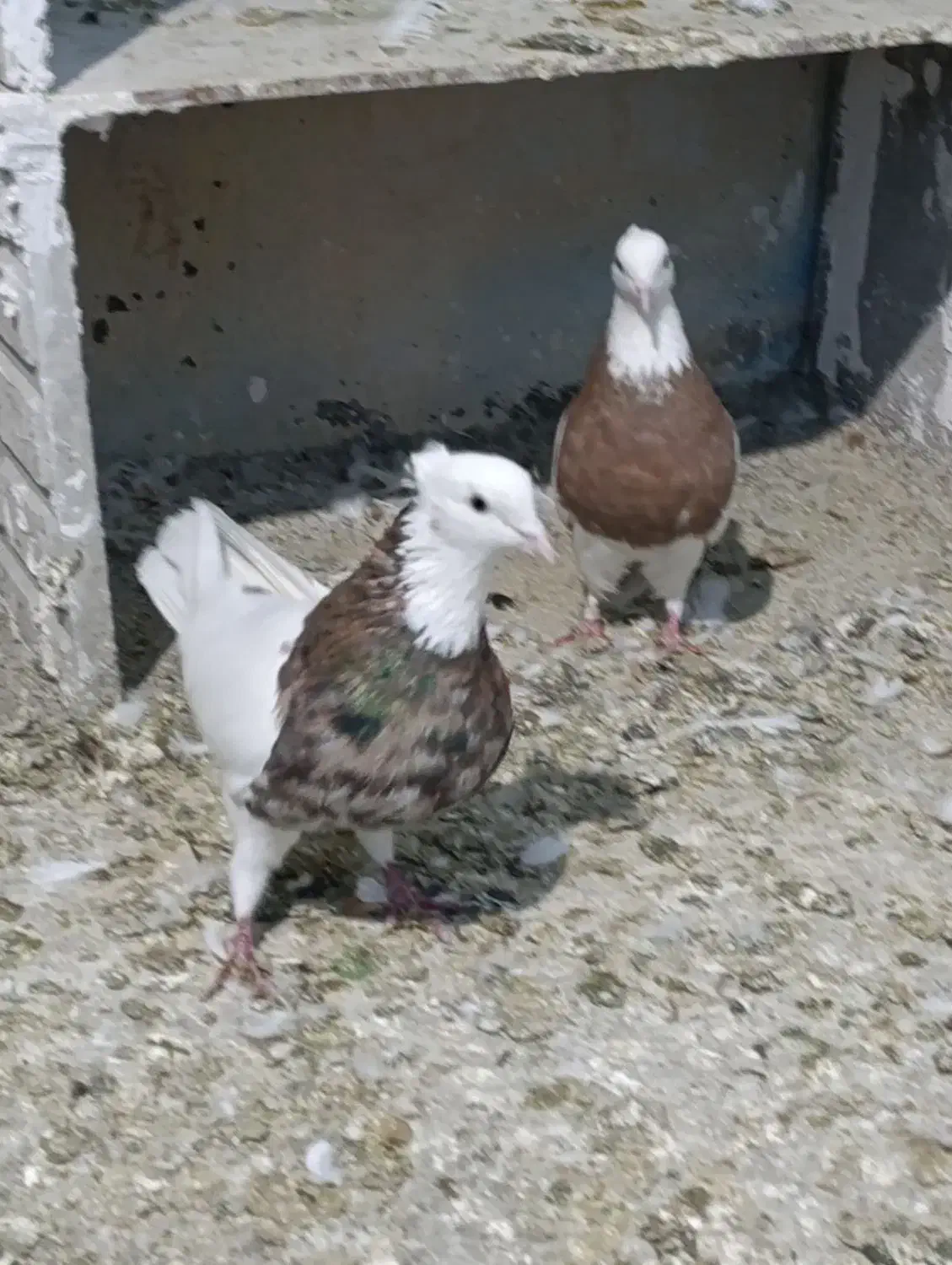 طوقی کفتر کبوتر|پرنده|تهران, هفده شهریور|دیوار