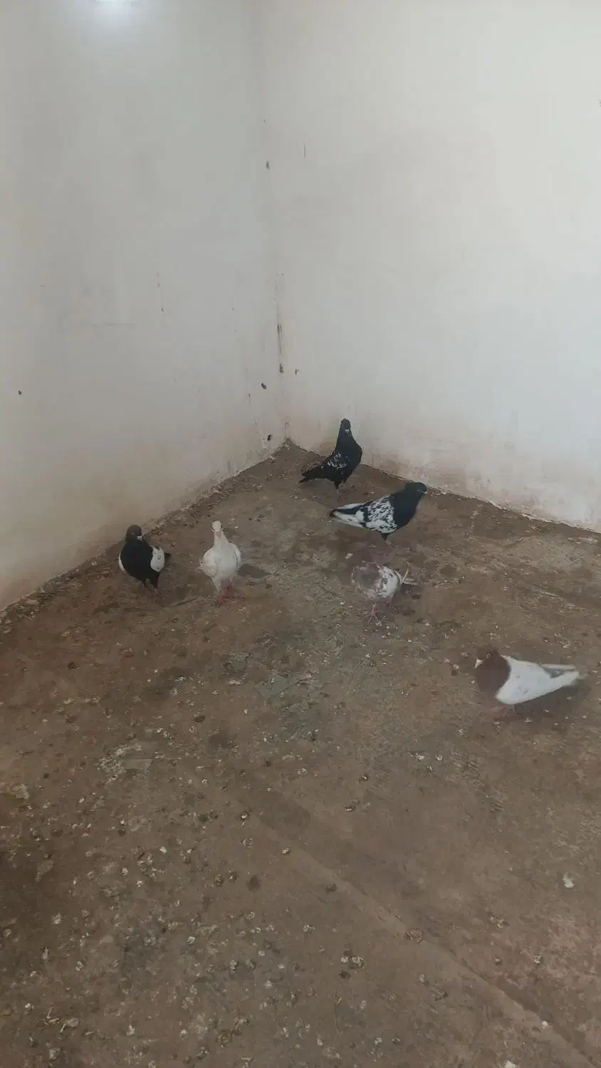 سینه|پرنده|سبزوار, قصبه غربی|دیوار