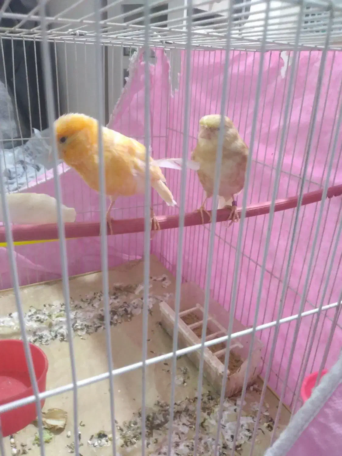 قناری نر ماده|پرنده|مشهد, فریزی|دیوار