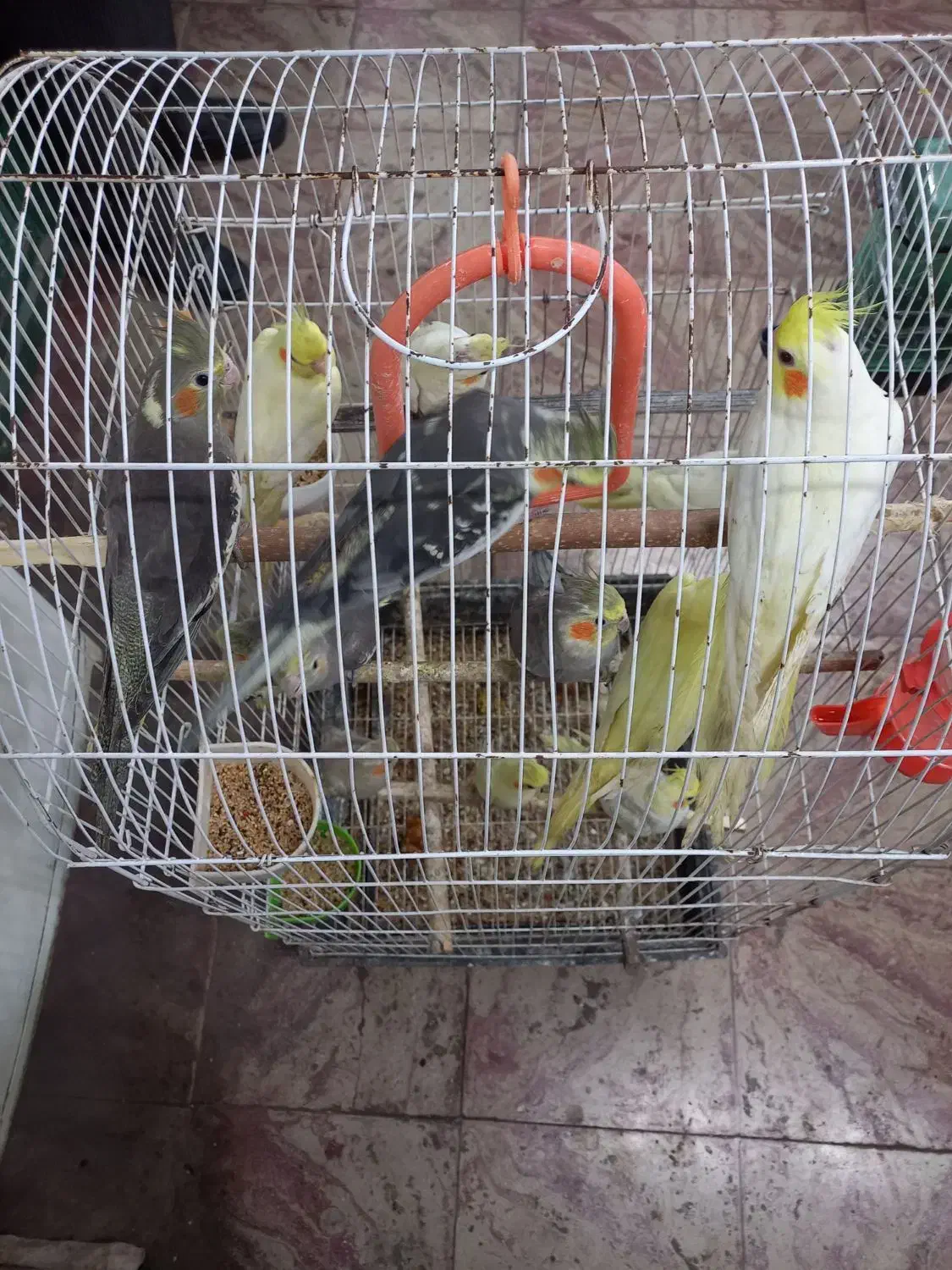 فروش عروس هلندی|پرنده|املش, |دیوار