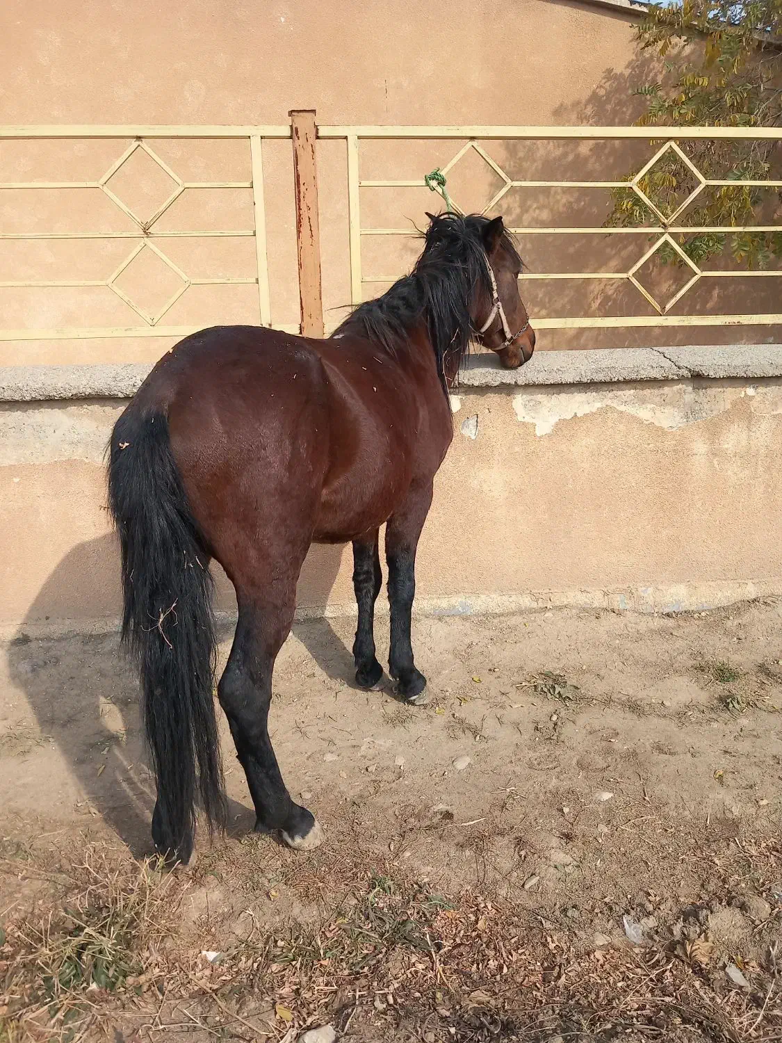 فروشی|اسب و تجهیزات اسب‌سواری|صومای برادوست, |دیوار