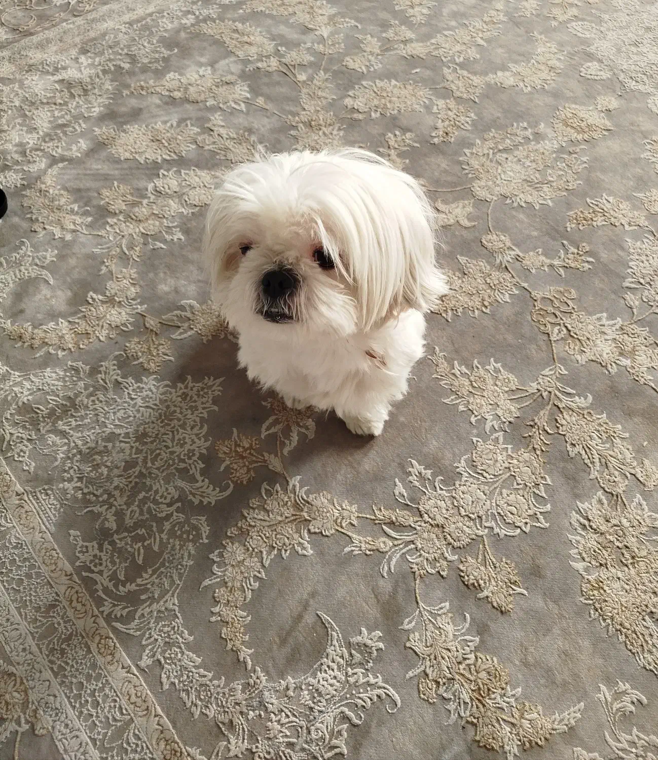 سگ آپارتمانی|سگ|صدرا-فارس, فاز ۱|دیوار