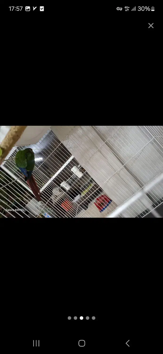 گرینجیک|پرنده|کرمان, |دیوار