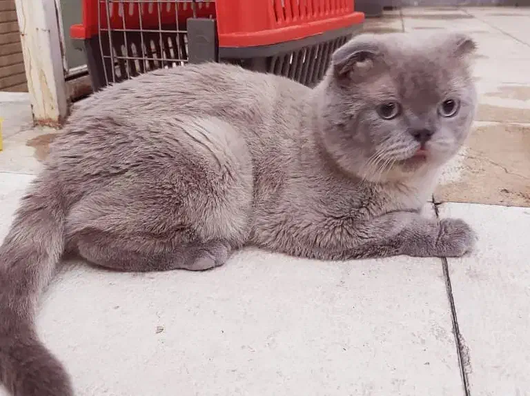 گربه نر فوقالعاده خوشقیافه و سالم برای جفتگیری|گربه|تبریز, |دیوار