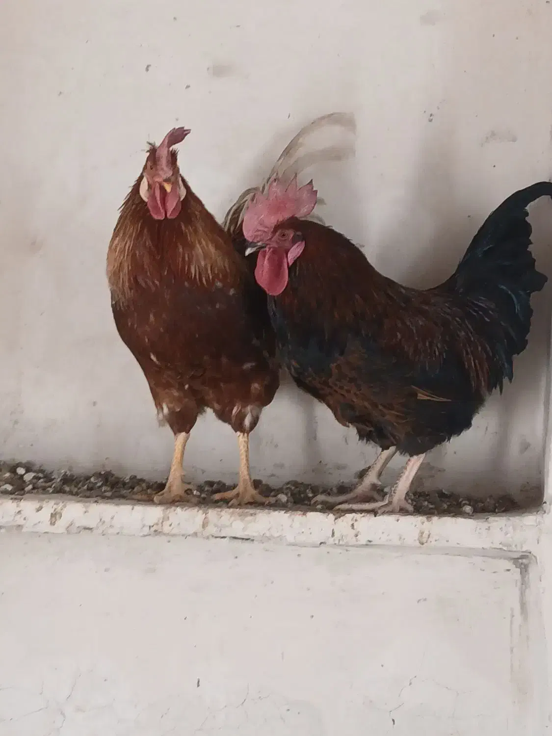 خروس محلی|حیوانات مزرعه|نیریز, |دیوار