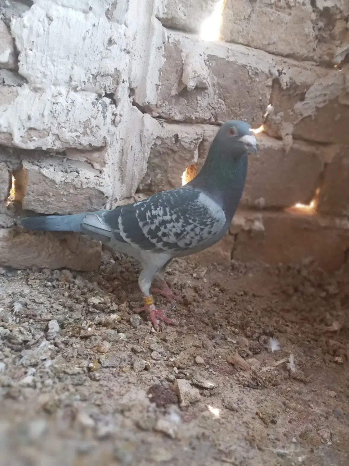 کبوتر المانی|پرنده|مشهد, علی آباد|دیوار