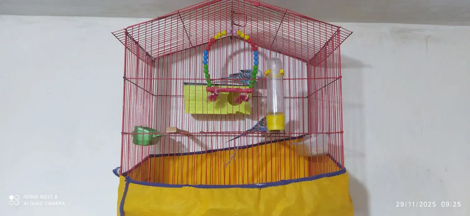 یک جفت مرغ عشق با قفس و وسایل|پرنده|کرمانشاه, |دیوار