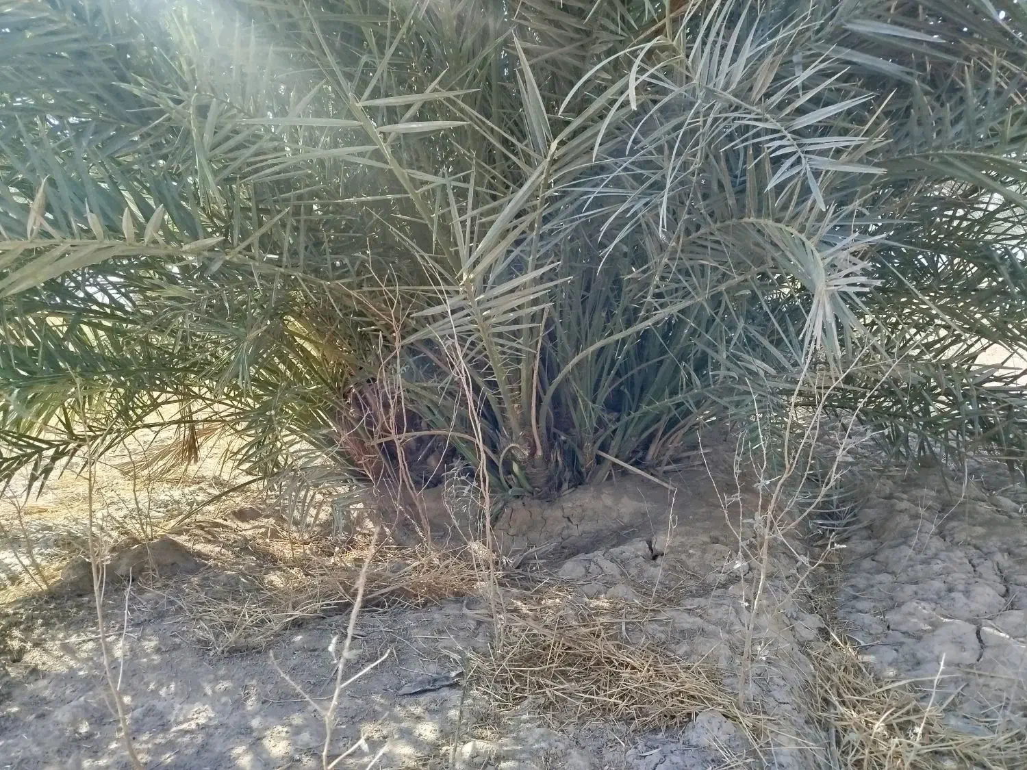 پاجوش نخل|خدمات باغبانی و درختکاری|رامشیر, |دیوار