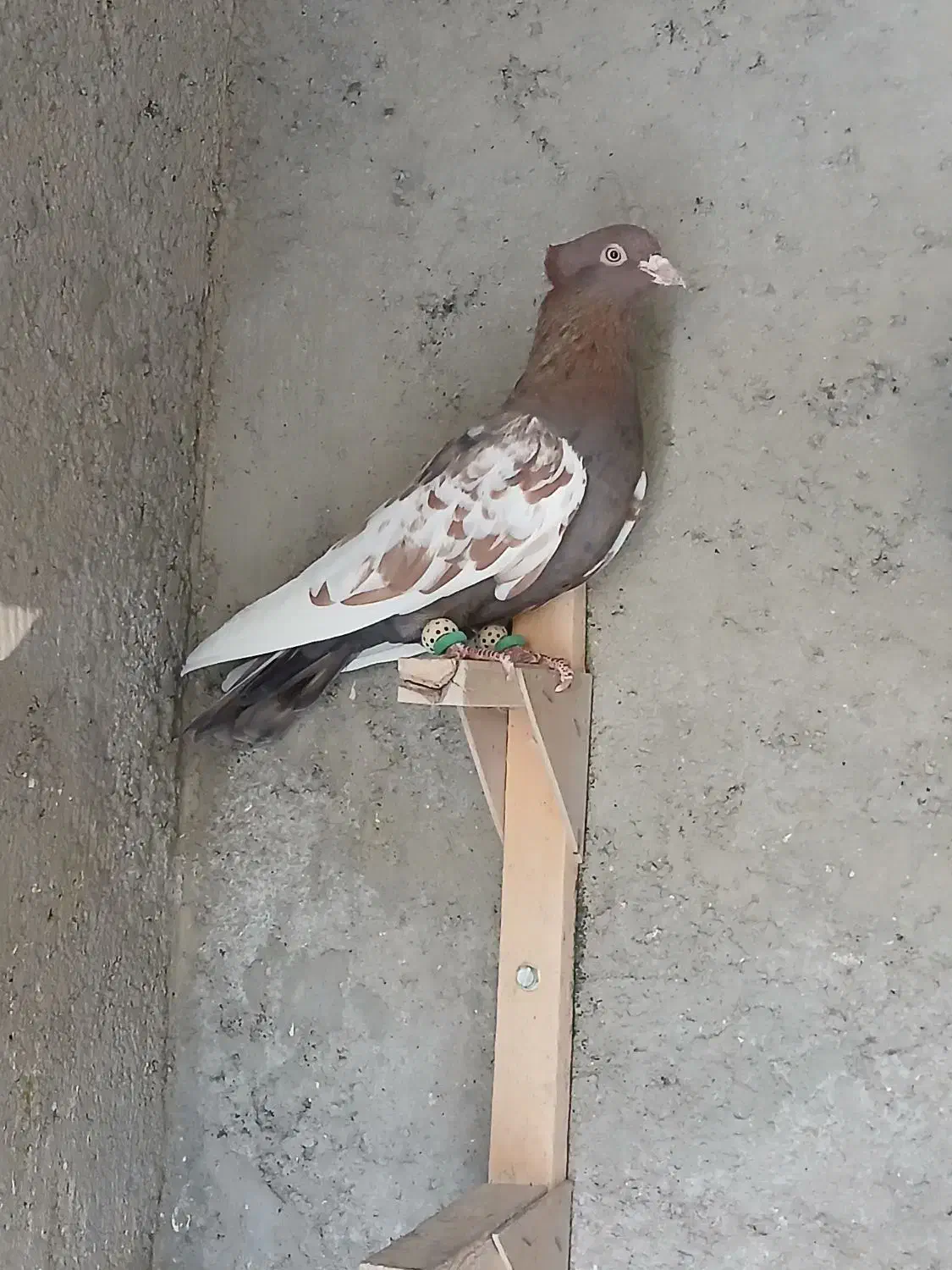 کفتر|پرنده|شیراز, سعدیه شمالی|دیوار