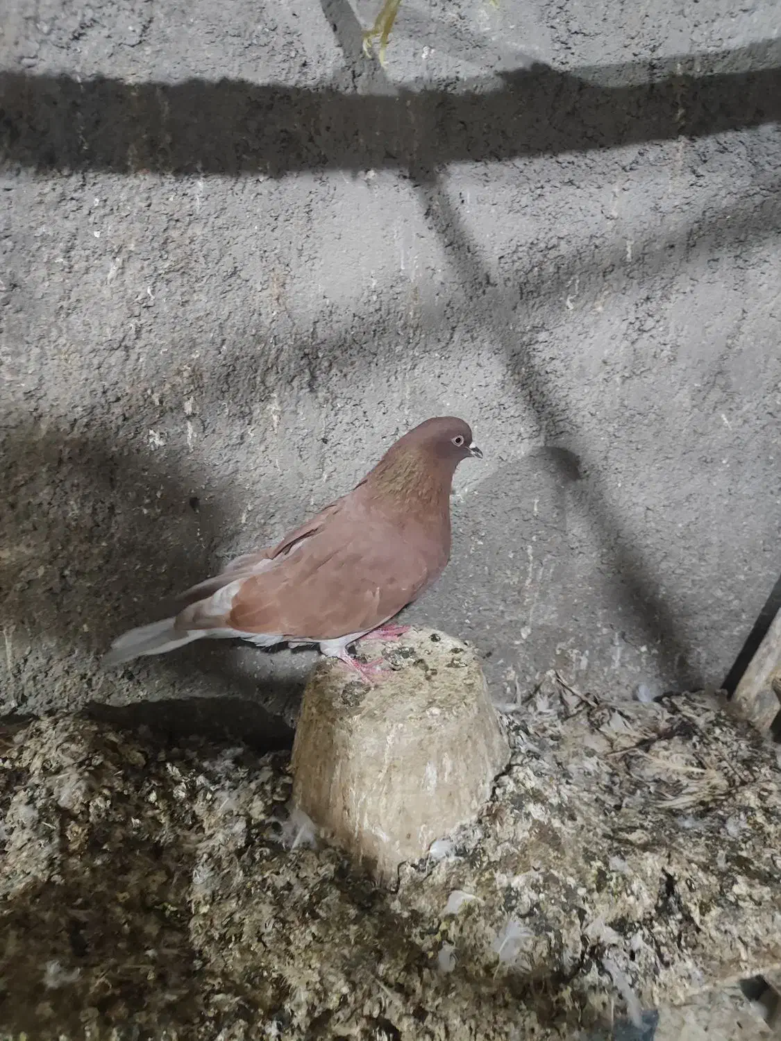 اوچان نر|پرنده|اردبیل, |دیوار