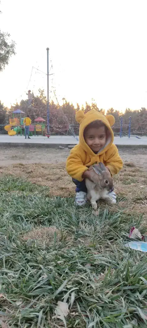 خرگوش خانگی|موش و خرگوش|تهران, شهرک صادقیه|دیوار