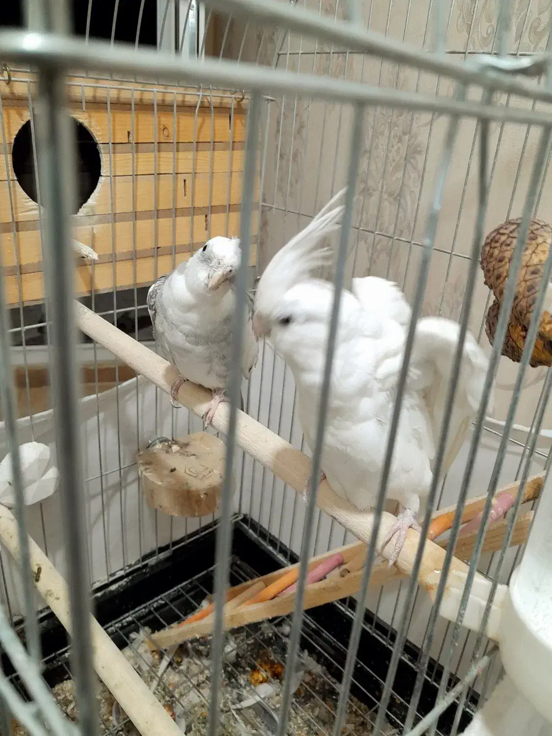 عروس هلندی البینو مولد|پرنده|نسیمشهر, |دیوار