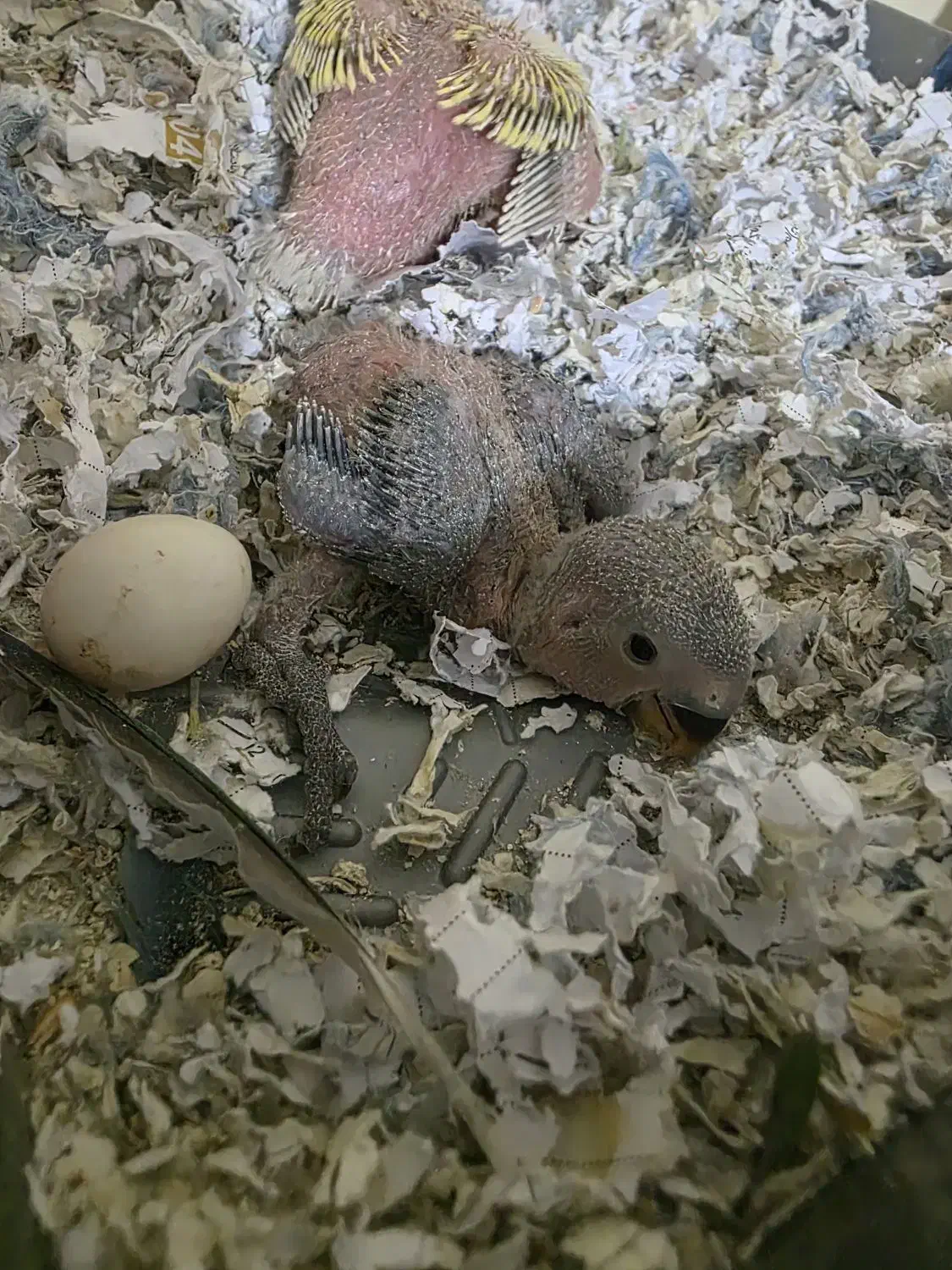 جوجه برزیلی 20روزه، مقطوع،معاوضه خیر|پرنده|شیراز, سینما سعدی|دیوار