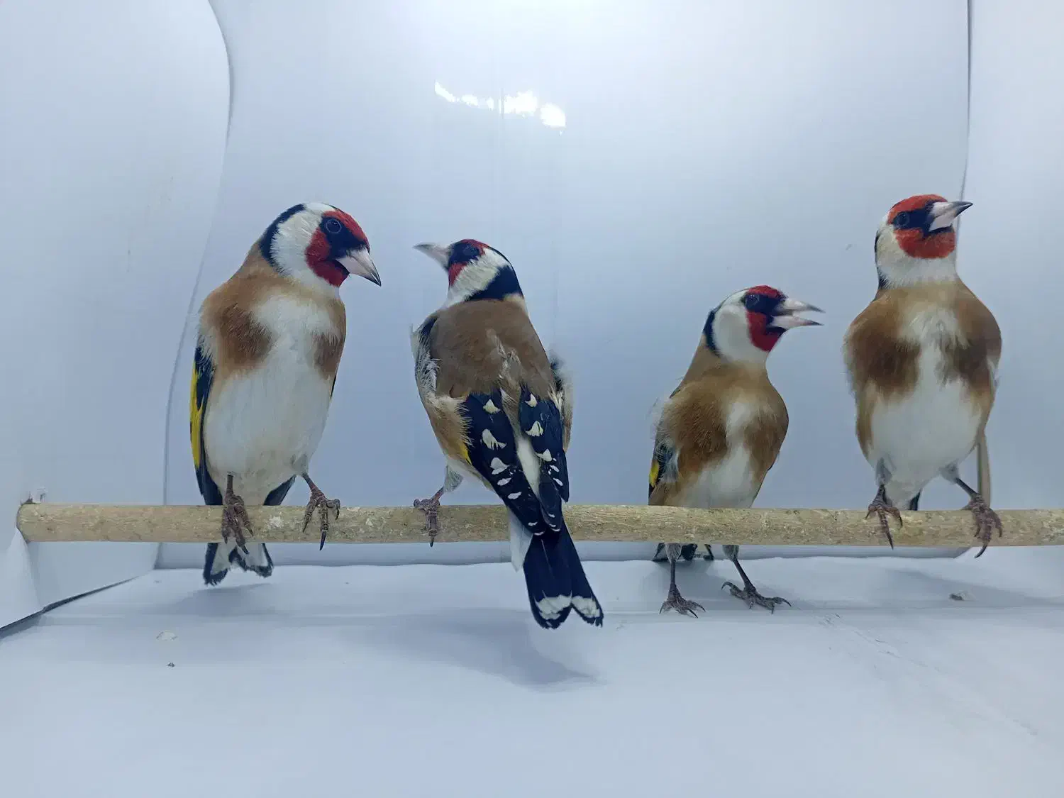 سهره گاوی|پرنده|شهریار, شهرک اداری تندگویان|دیوار