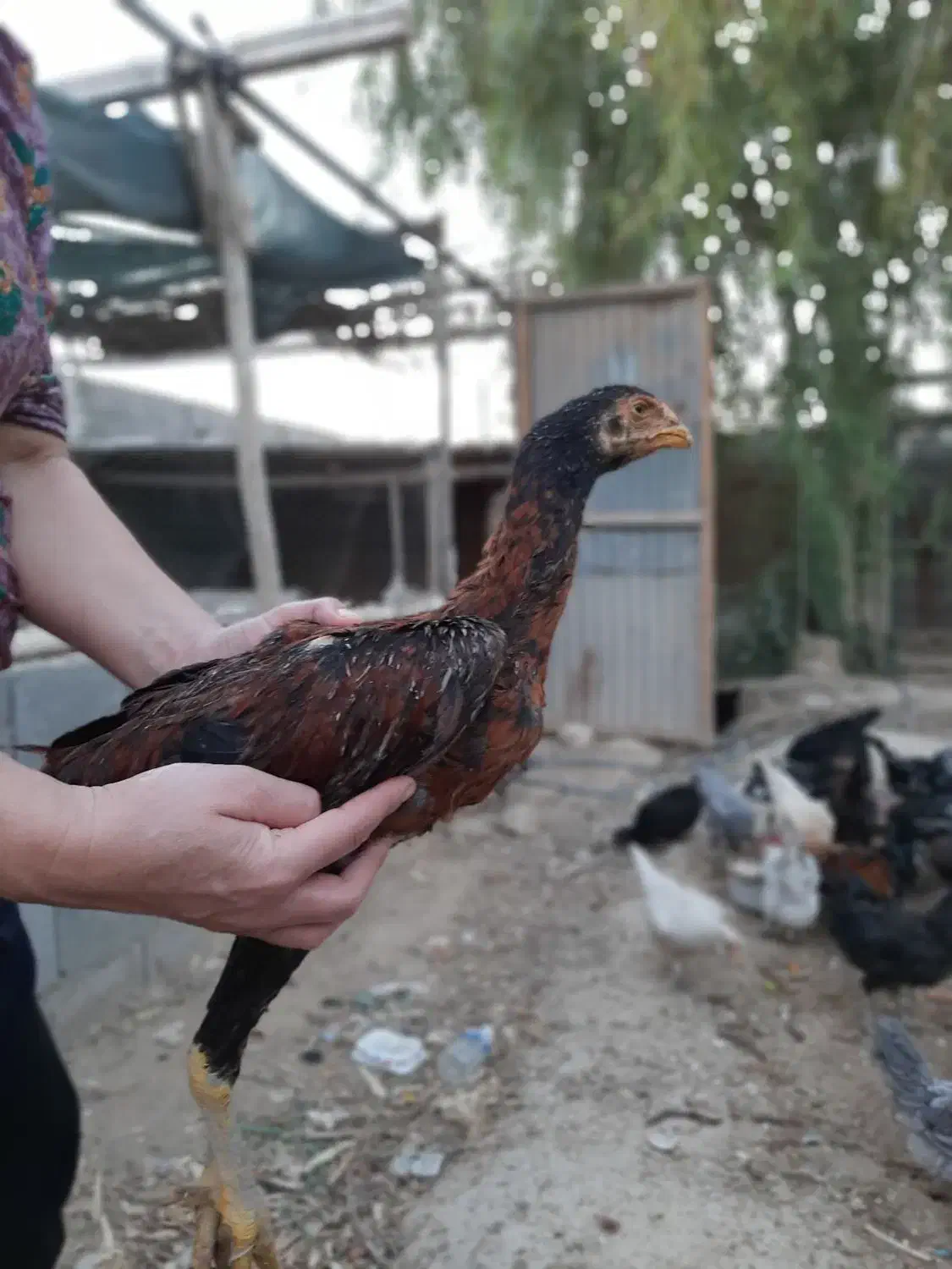 خروس لاری|حیوانات مزرعه|شبانکاره, |دیوار