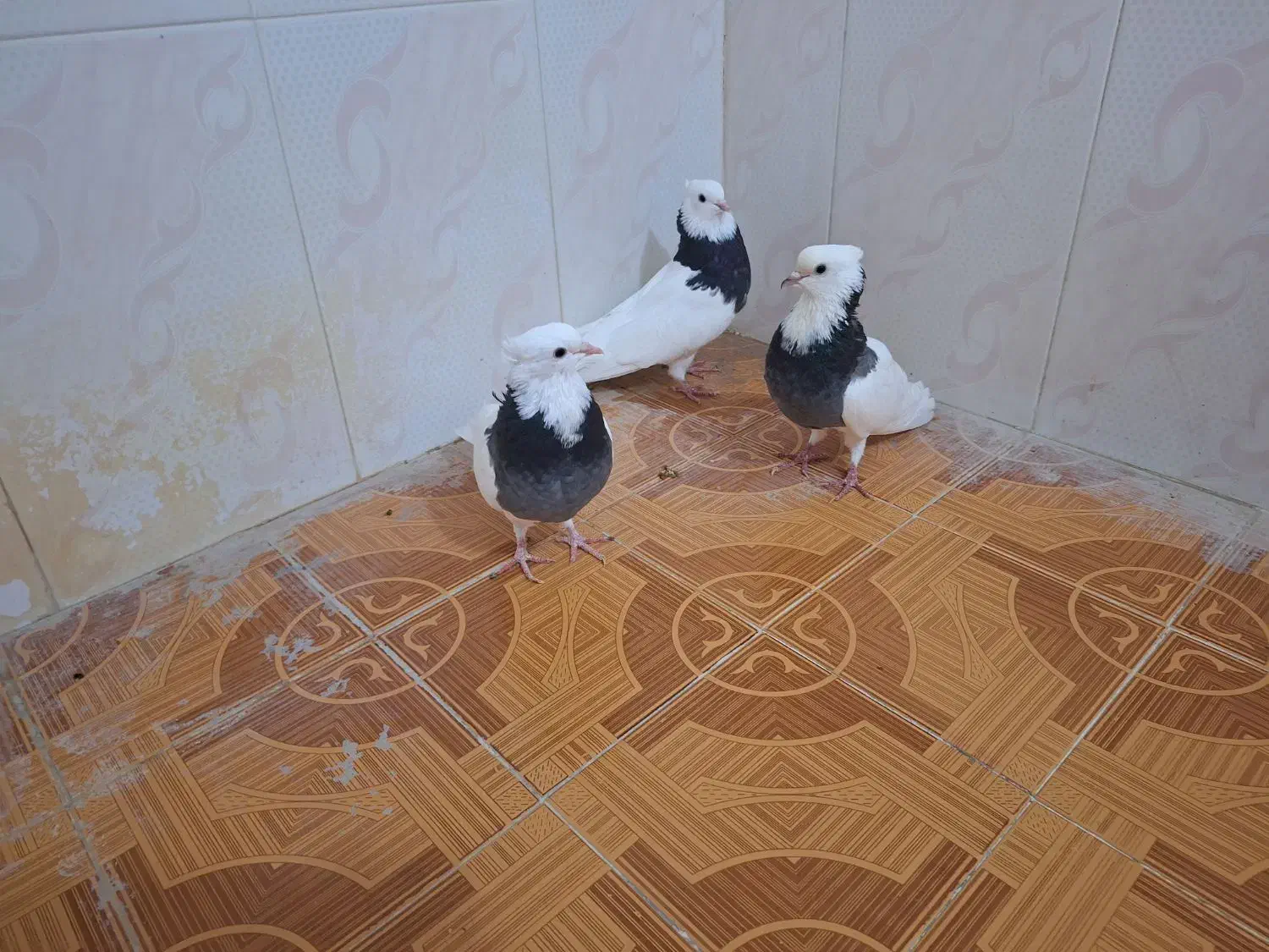 طوقی جهت فروش و معاوضه با عروس هلندی|پرنده|اهرم, |دیوار