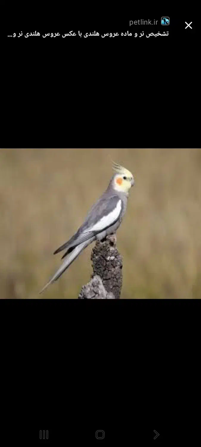عروس هلندی گم شده|پرنده|شیراز, خلیلی|دیوار